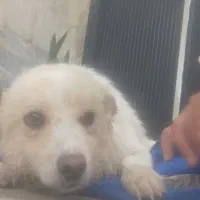 سگ پا کوتاه