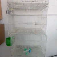 تخم عروس هلندی رگ زده و قفس ۴۰در ۶۰