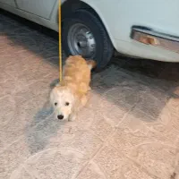 سگ پاراشیتز ماده