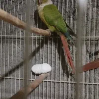 راهب و گرینچیک|پرنده|زبرخان, |دیوار