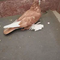 کبوتر پا پر