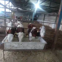 فروش گوساله اصیل سمینتال دردامداری صنعتی لاهیج دام