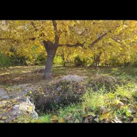 چند قطعه باغ و زمین کشاورزی در غرق اباد و کله دشت