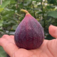 نهال گلابی|خدمات باغبانی و درختکاری|اسلام‌شهر, شهرک مفیدی|دیوار