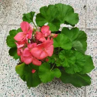 حال خوب همنشینی باگلها