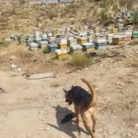 سگ ژرمن
