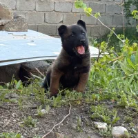 فروش توله مالینویز اصیل