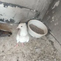 کبوتر