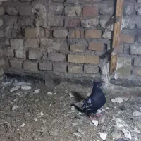 سینه ایی|پرنده|خرمشهر, |دیوار