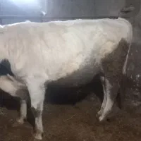 فروش ۵راس گاو گوساله|حیوانات مزرعه|ایلخچی, |دیوار