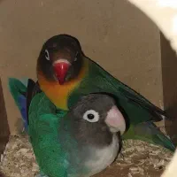 طوطی برزیلی مولد باقفس ولانه رنگ خاص