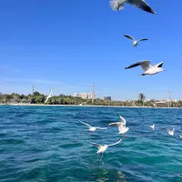 تشت ۱۷ خارجی موتور ۸۵ مدل ۲۰۱۵