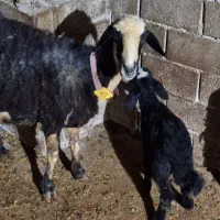 فروش گوسفند با بره (مار وره)