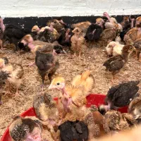 انواع طیور جوجه اردک نیمچه بوقلمون خروس
