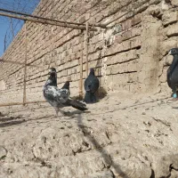 کبوتر