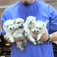 واگذاری توله پامر|سگ|بابلسر, |دیوار