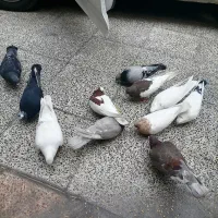 کبوتر