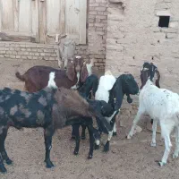 ۷عدد بز وکره ویک عدد چپیش پاکستانی|حیوانات مزرعه|اشکذر, |دیوار