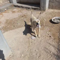 سگ درجه یک سرابی