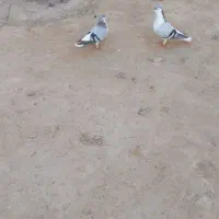 یک جفت ساده سبز با جوجه چب