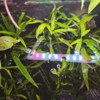 آکواریوم پلنت