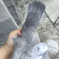 بزک سینه سفید|پرنده|شیراز, آبیاری|دیوار