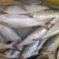 ماهی صبور.. یفوت