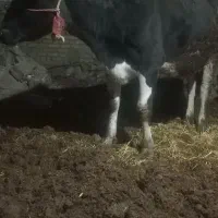 گاو|حیوانات مزرعه|مشهد, تبادکان|دیوار