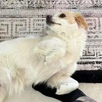 سگ اشپیتز گوش افتاده ماده