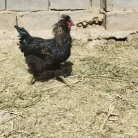 فروشی