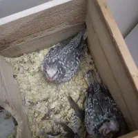 عروس هلندی جوجه ایزابلا ۲۵ روزه