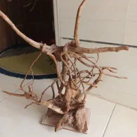 ریشه ابنوس|ماهی|شیراز, شهرک رضوان|دیوار