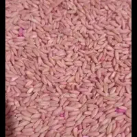 گندم بذری دیم