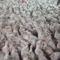 جوجه بوقلمون بیوتی6 فوق سنگین