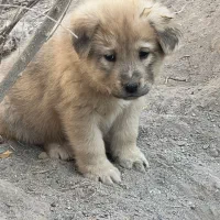 توله سگ فروشی