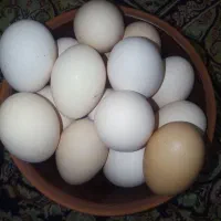 تخم مرغ رسمی|خوردنی و آشامیدنی|قم, شاه ابراهیم|دیوار