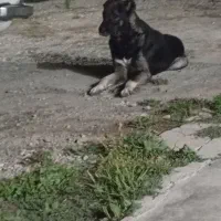 سگ گله ای|سگ|قره قوین, |دیوار