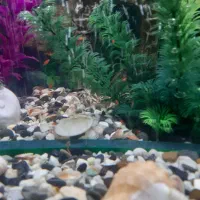 فروش آکواریوم