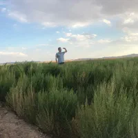 جارو شهرداری ۷۰تا ۸۰ سانتی