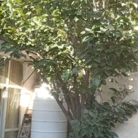 منزل-ویلایی120متردر25-آبان