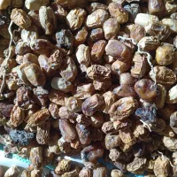 ضایعات خرما