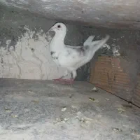 ۵ عدد کبوتر|پرنده|شاندیز, |دیوار