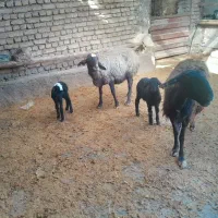 میش و بره|حیوانات مزرعه|بشاریات, |دیوار