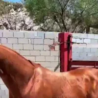 گوشت خانگی