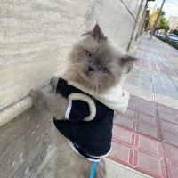 گربه|گربه|بجنورد, |دیوار