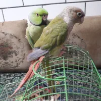 طوطی ملنگو وطوطی گنچیک