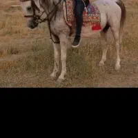 مادیان شکم طلا|اسب و تجهیزات اسب‌سواری|داراب, |دیوار