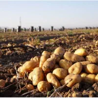 اکیپ دارم برای سیب زمینی جم کردن  کارگر نمیخام ..