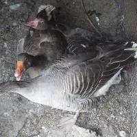 غاز
