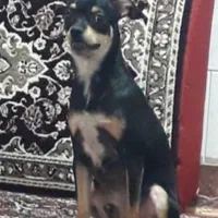 سگدوبرمنمینیاتوری|سگ|کرمانشاه, |دیوار